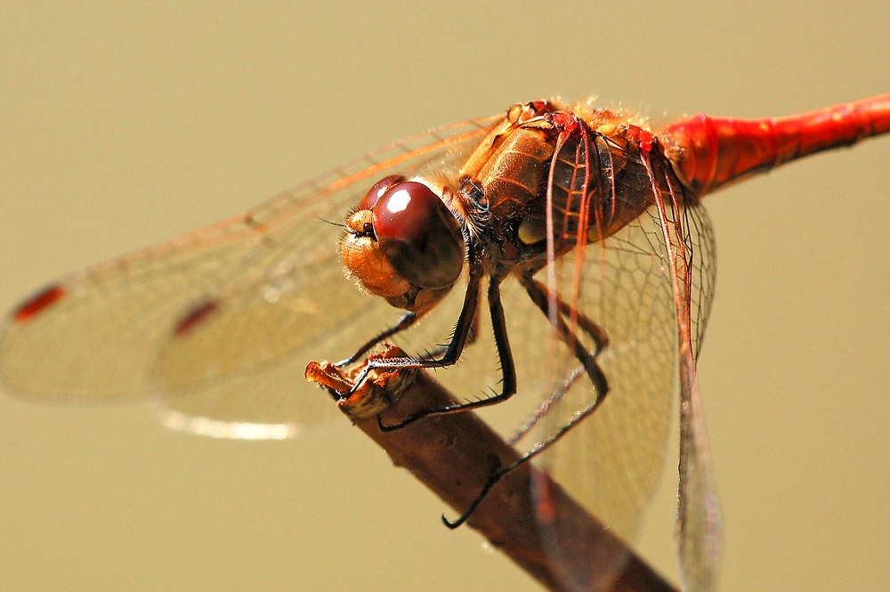 Comp 20070923 0024 REF2